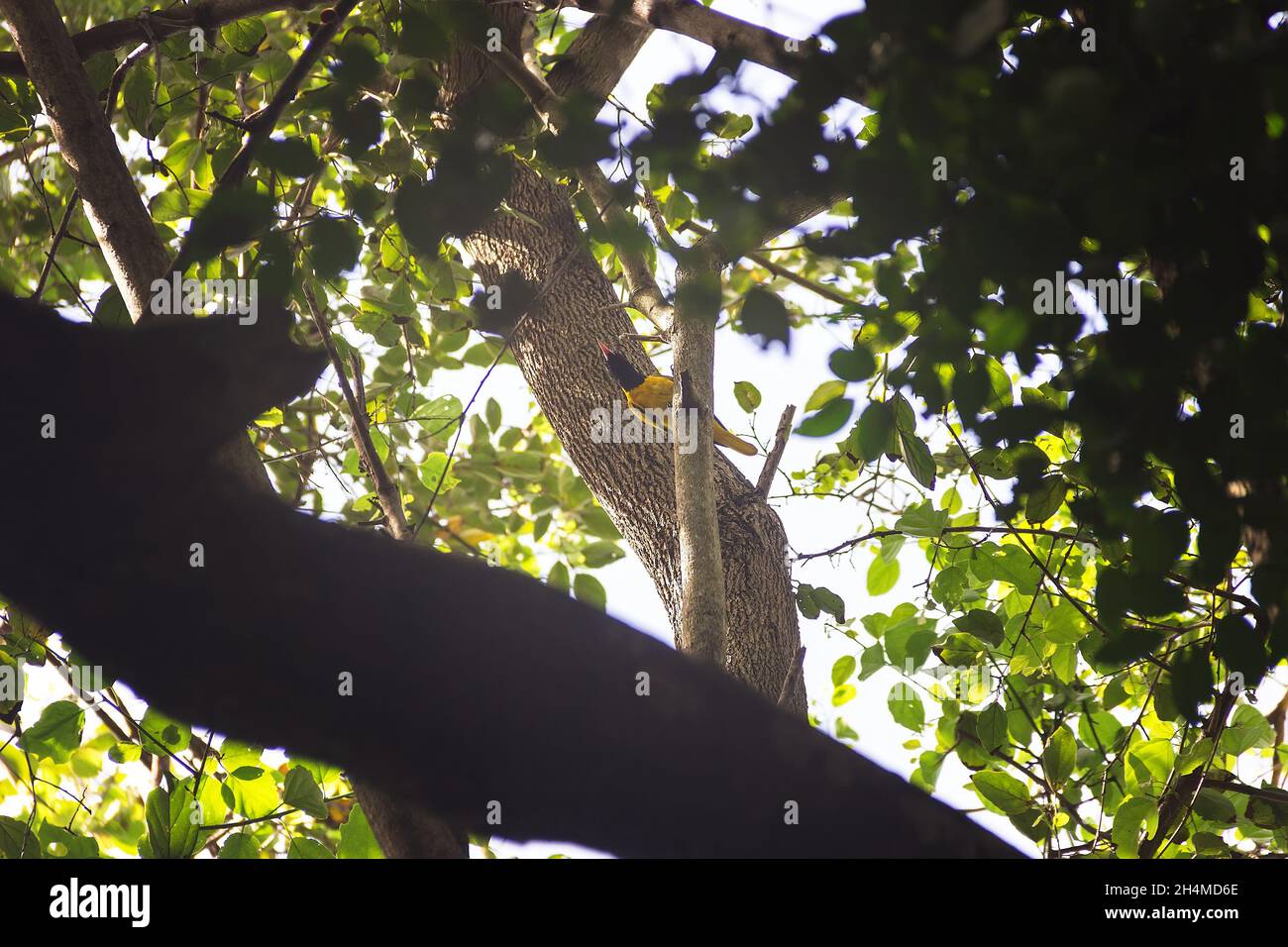 La sous-espèce endémique de l'Oriole à capuchon noir (Oriolus xanthornus ceylonensis) et de l'orée tropicale hivernale du Sri Lanka Banque D'Images