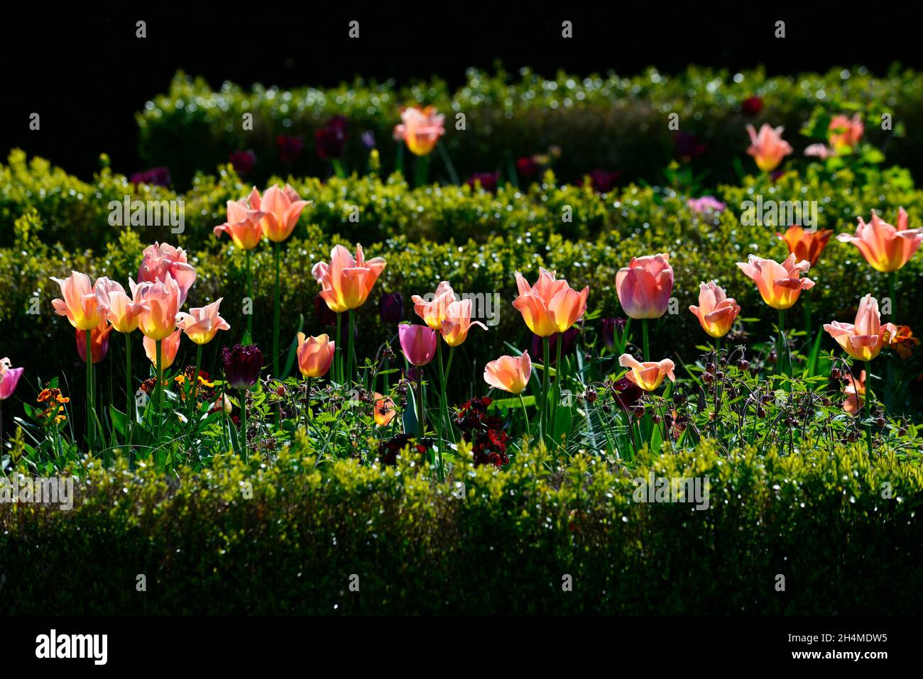 Tulipes,tulipes,tulipa,variétés de tulipes,couverture de boîte,haie de boîte,jardin formel,jardin formel,jardin formel au printemps,tulipes en fleur,jardin de printemps,multi-co Banque D'Images