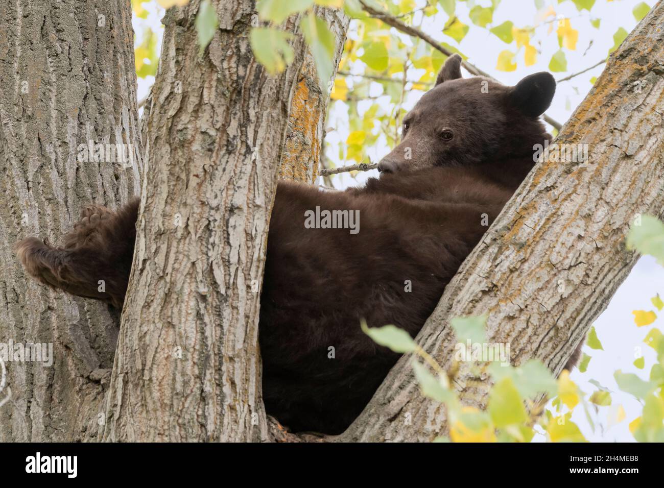 Amérique du Nord; États-Unis; Montana; faune; ours noir américain;Ursus americanus ; été Banque D'Images