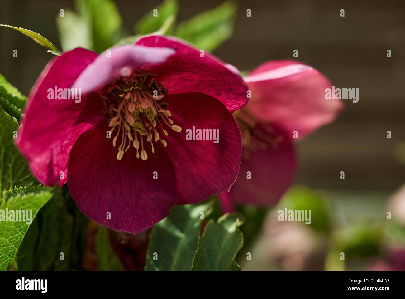 Gros plan d'une fleur de chellebore rose en fleur Banque D'Images