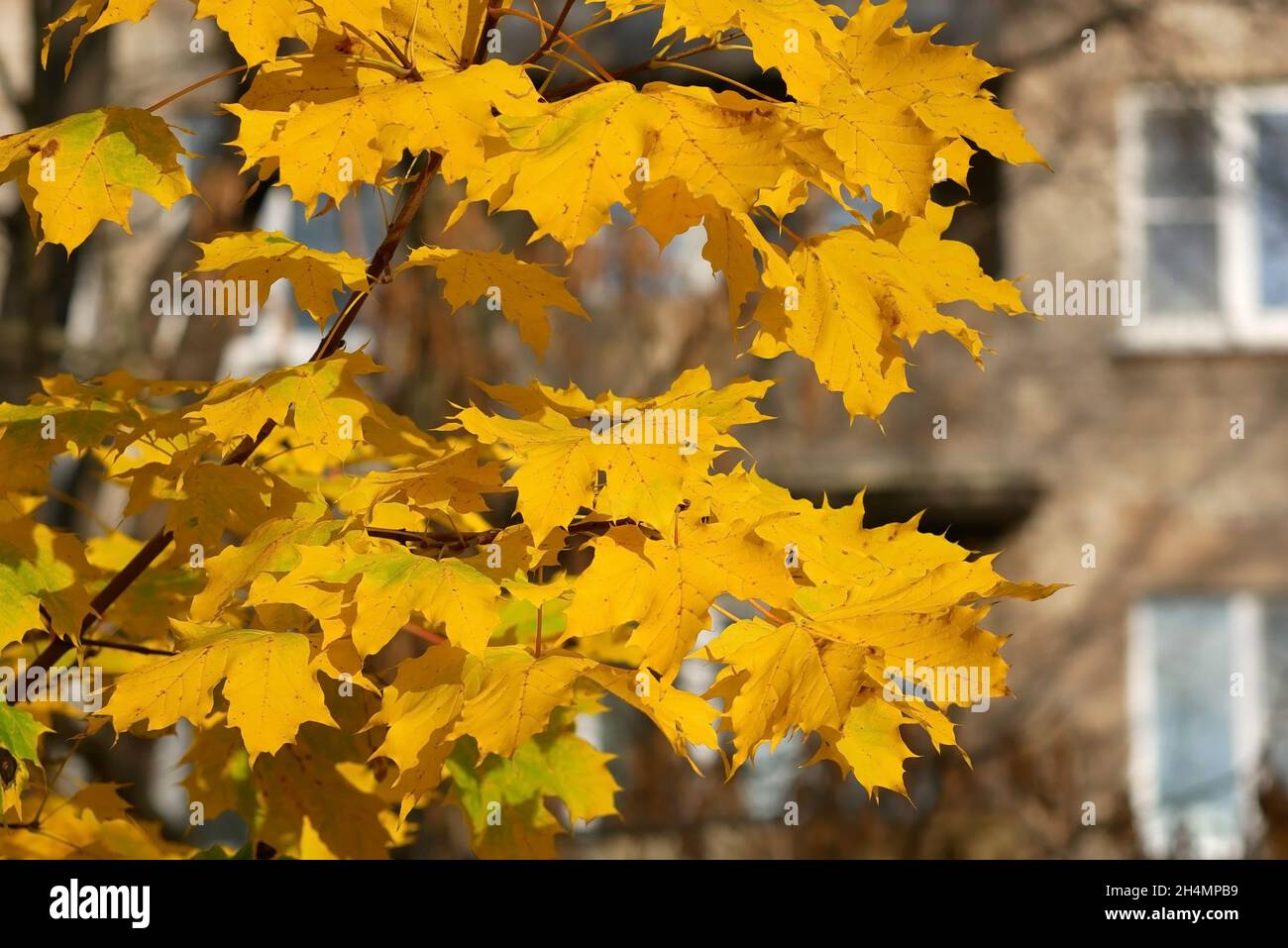 Saison d'automne dans la ville, érable d'une branche jaunée feuilles dorées sur le fond d'un bâtiment avec des fenêtres blanches. Banque D'Images