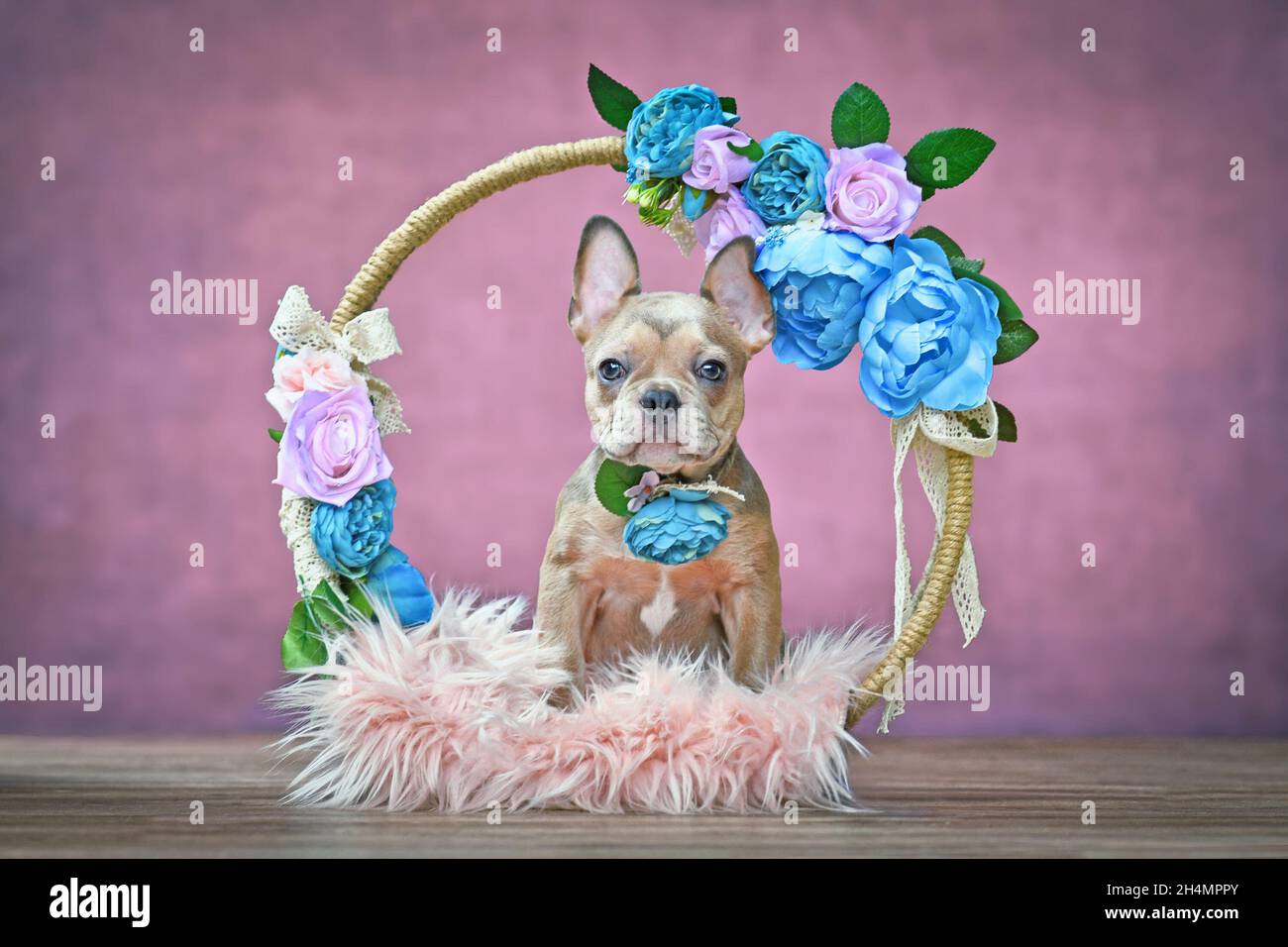 Chien Bulldog français chiot assis dans un anneau orné de fleurs devant un fond violet Banque D'Images
