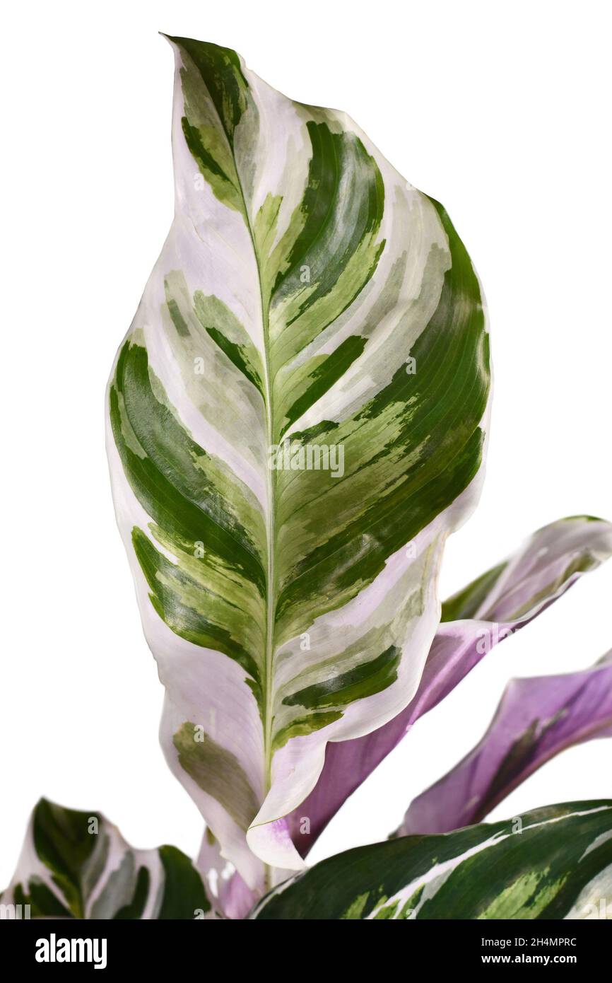 Feuille de plante maison exotique 'Calathea White Fusion' de prière sur fond blanc Banque D'Images