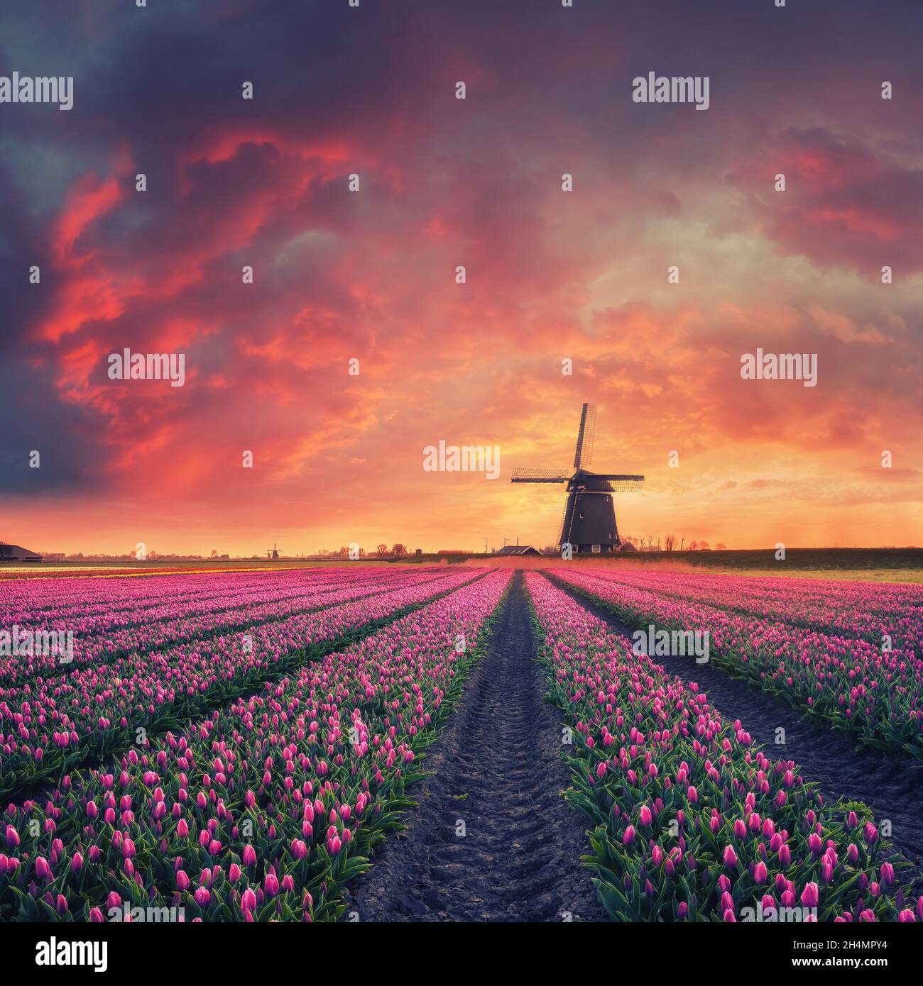Mujestic Dawn sur un beau champ de fleurs de tulipe et moulin à vent, paysage traditionnel de Hollande Banque D'Images