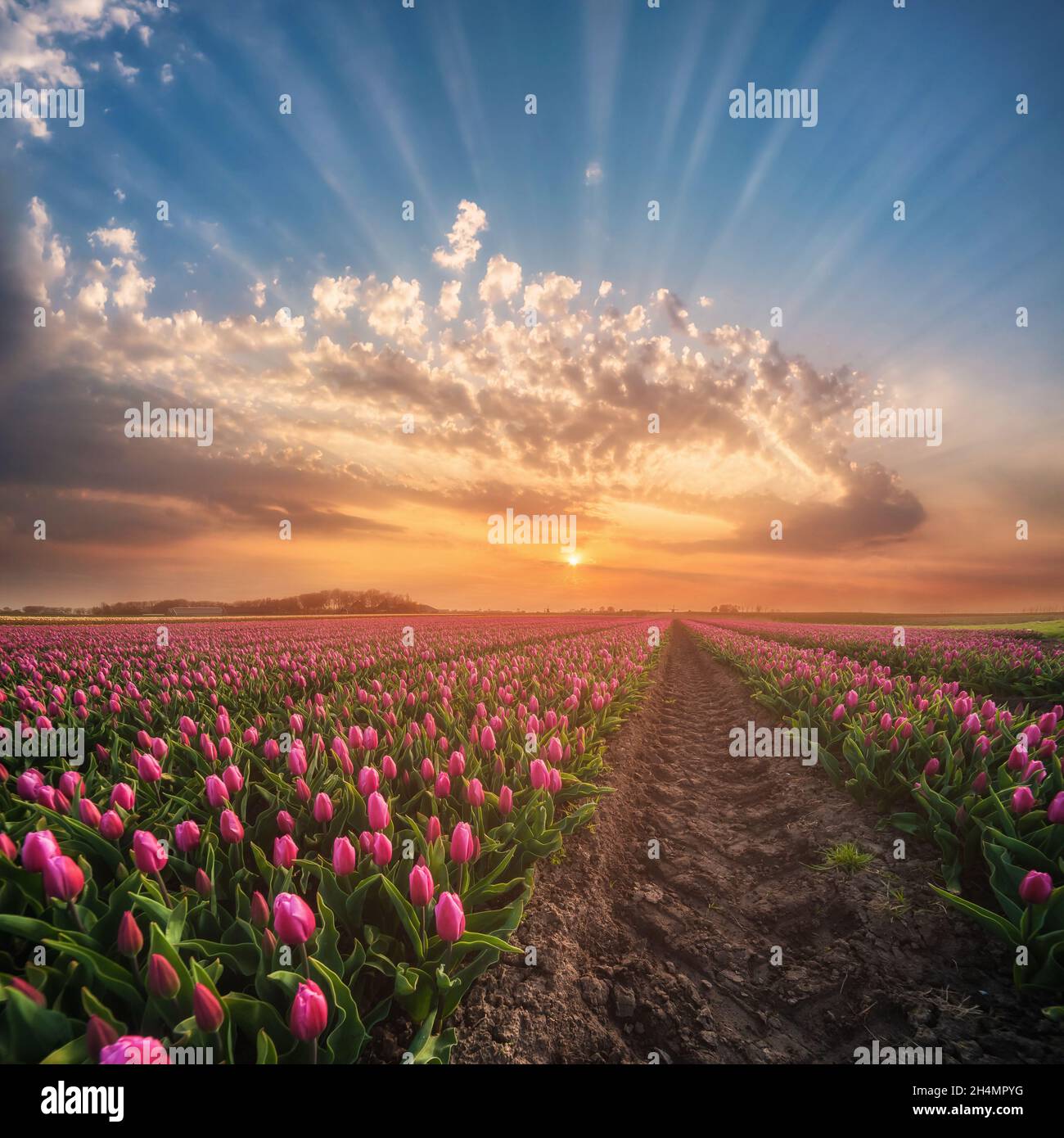 Paysage de printemps avec des champs de tulipe sans bouddle, lever de soleil coloré sur le monde floral Banque D'Images