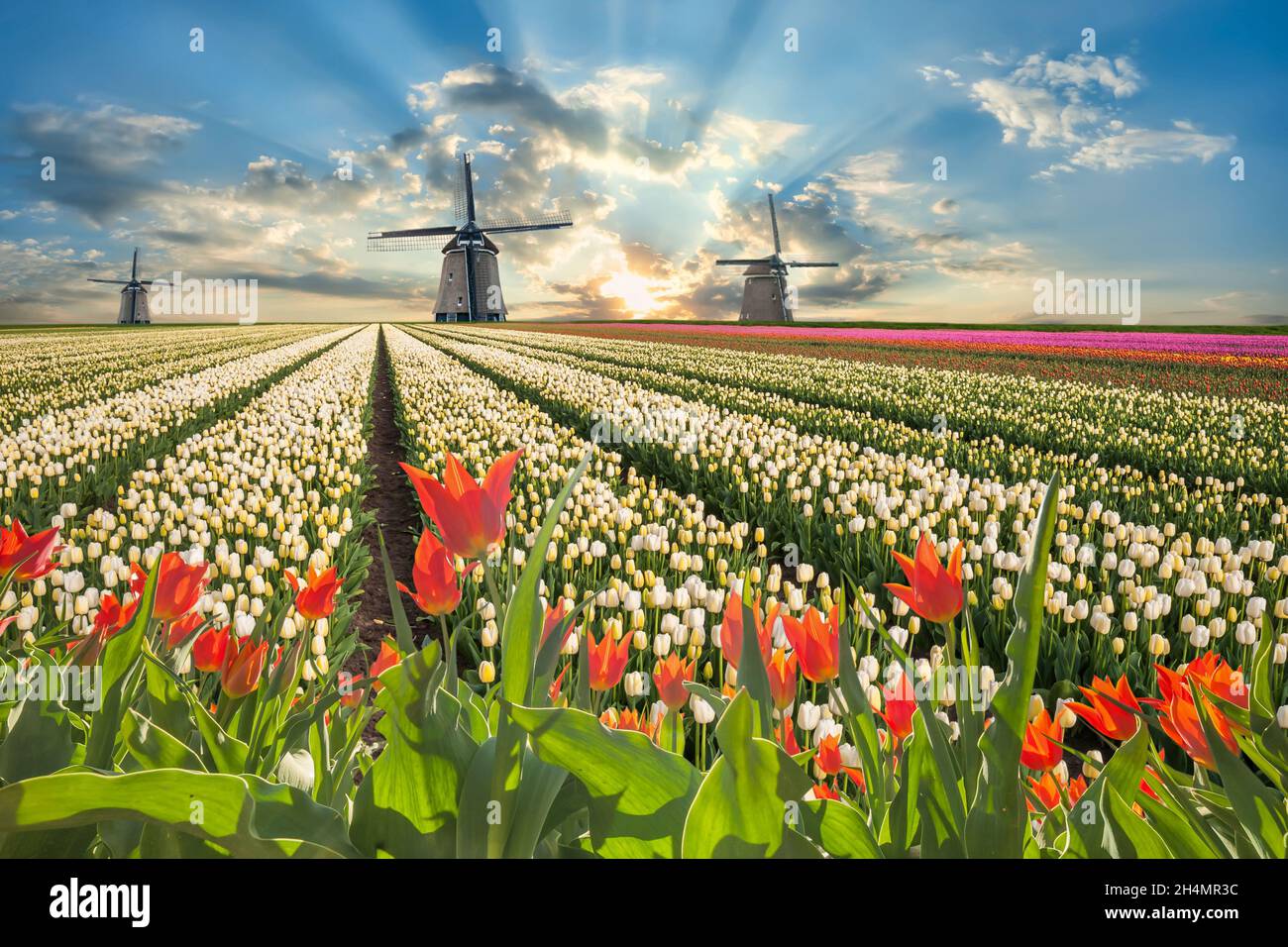 Paysage traditionnel avec fleurs de tulipe et moulin à vent, magnifique champ de source et ciel majestueux. Banque D'Images