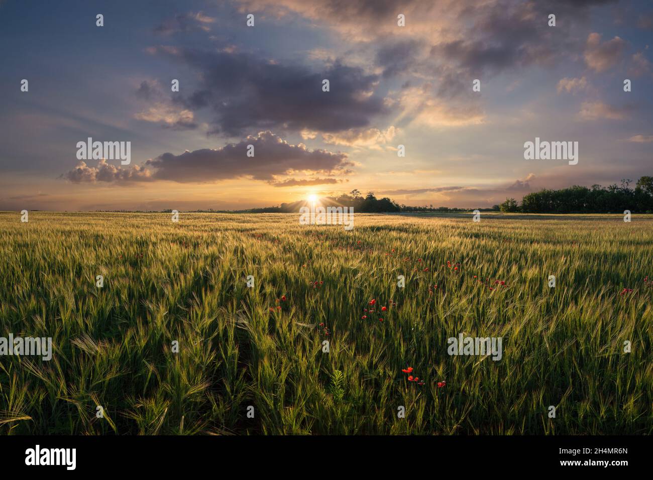 Paysage agricole d'été avec champ de blé ensoleillé et fleurs, belle terre agricole Banque D'Images