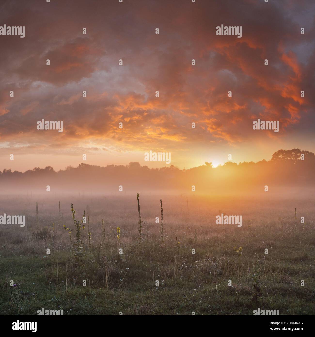 Beau morninig tôt sur la prairie avec fleurs et brouillard, ciel majestueux, paysage d'été Banque D'Images