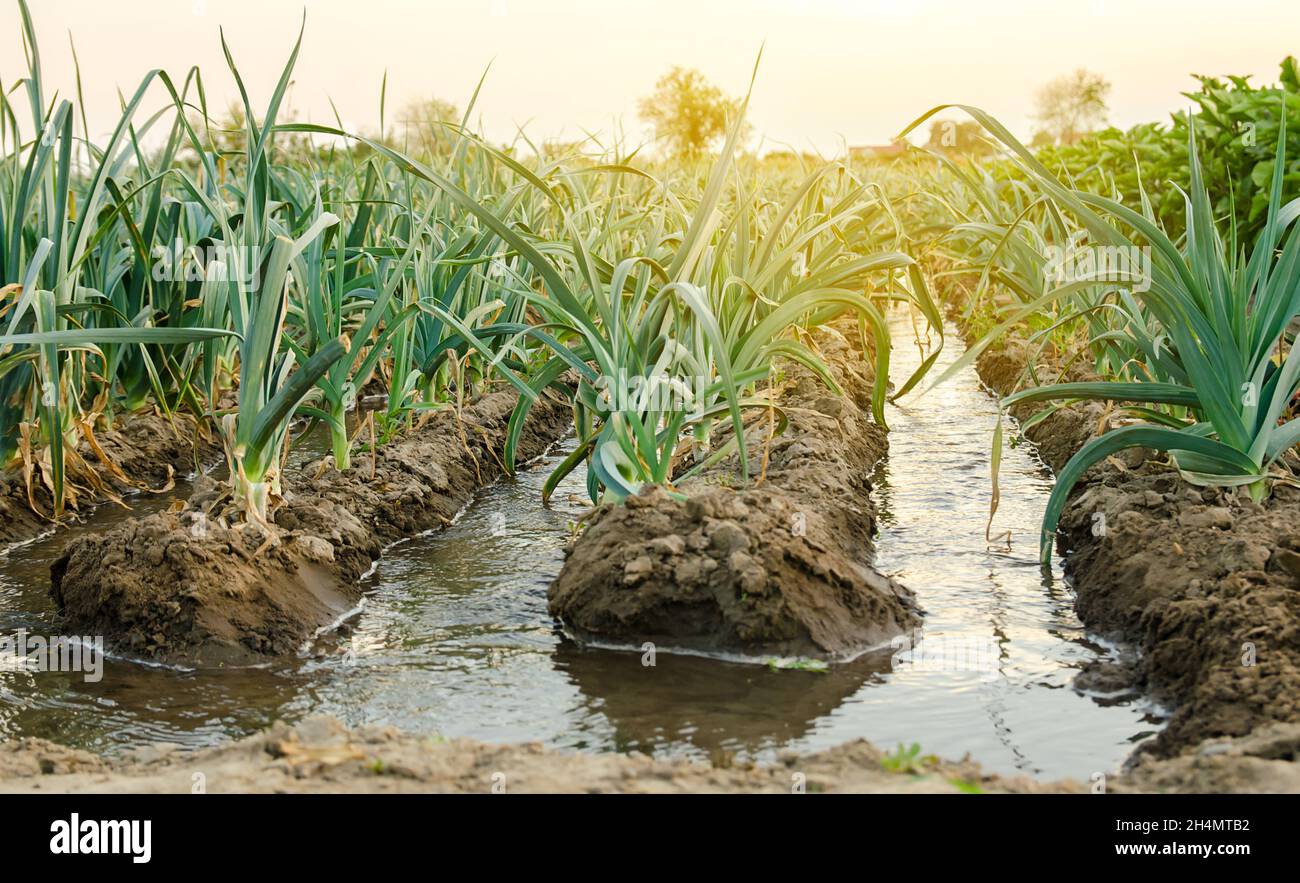 La plantation de poireaux paysagés et l'eau s'écoulent à travers les canaux d'irrigation.Agriculture et agro-industrie.Prendre soin des plantes, cultiver de la nourriture.Rangées de légumes.Immo Banque D'Images