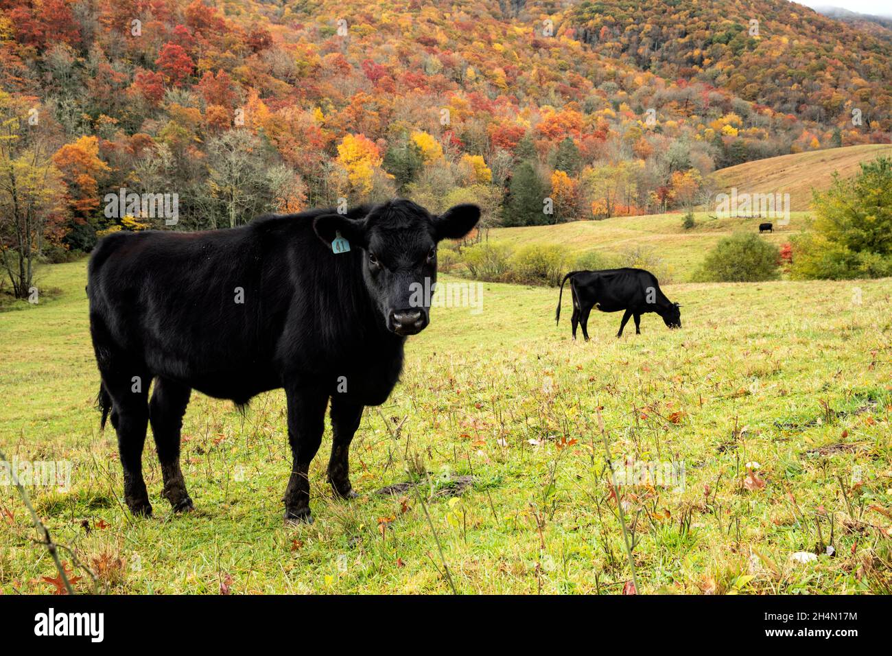 Gros plan de la vache qui broutage dans un pâturage entouré de feuillage d'automne - près de Tuckasegee, Caroline du Nord, États-Unis Banque D'Images