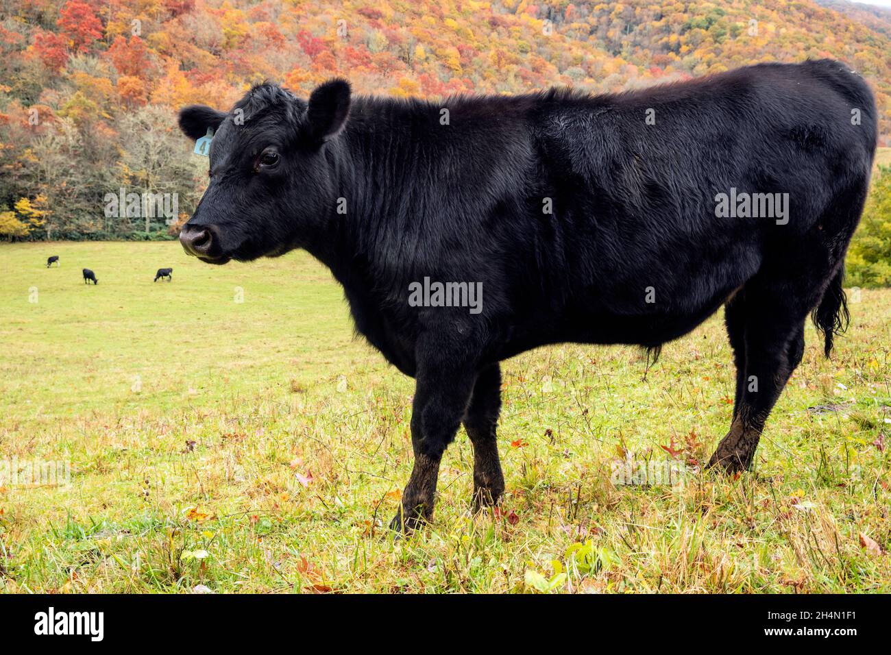 Gros plan de la vache qui broutage dans un pâturage entouré de feuillage d'automne - près de Tuckasegee, Caroline du Nord, États-Unis Banque D'Images