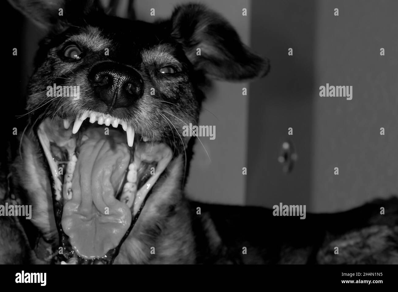 Un chien hurle en montrant ses dents et sa grande langue Banque D'Images
