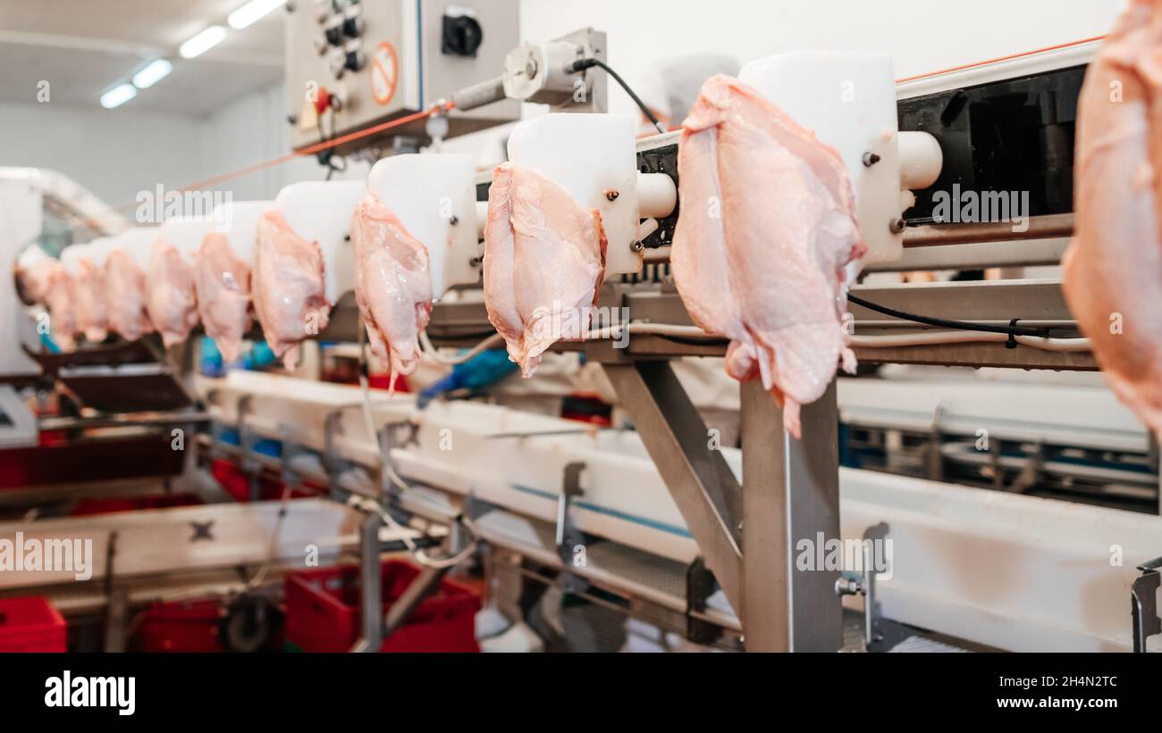 Usine de transformation de la viande.chaîne de production de filets de  poulet .chaîne de production automatisée dans une usine alimentaire  moderne.tapis roulant alimentaire.transformation moderne de la volaille  Photo Stock - Alamy