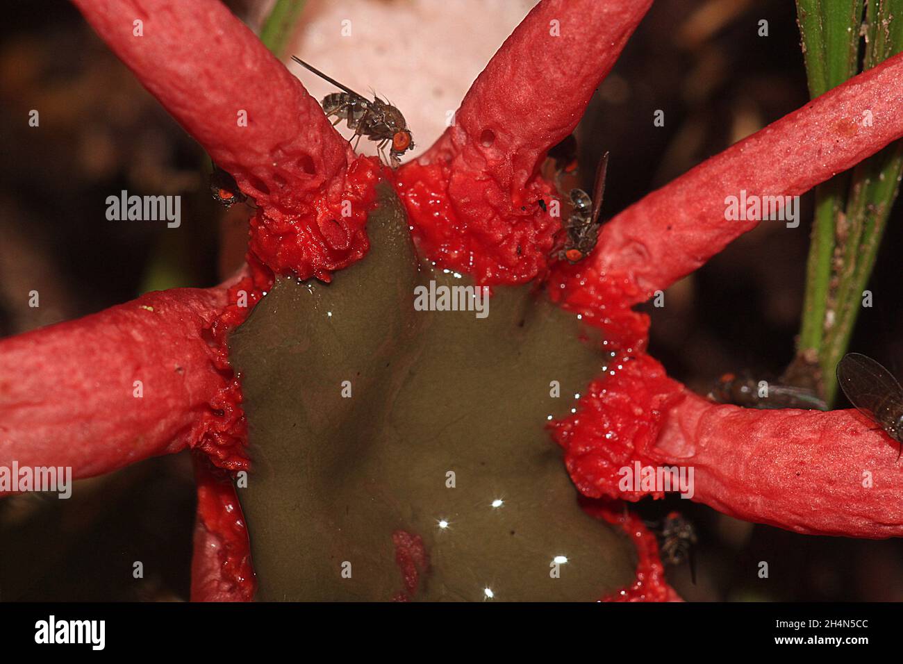 Anemone stinhorn (Aseroe rubra) avec des mouches des mouches des mouches des Sphaeroceridae Banque D'Images