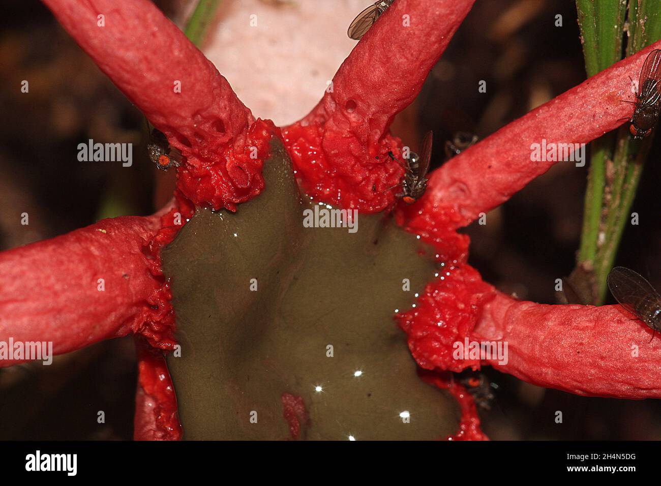 Anemone stinhorn (Aseroe rubra) avec des mouches des mouches des mouches des Sphaeroceridae Banque D'Images