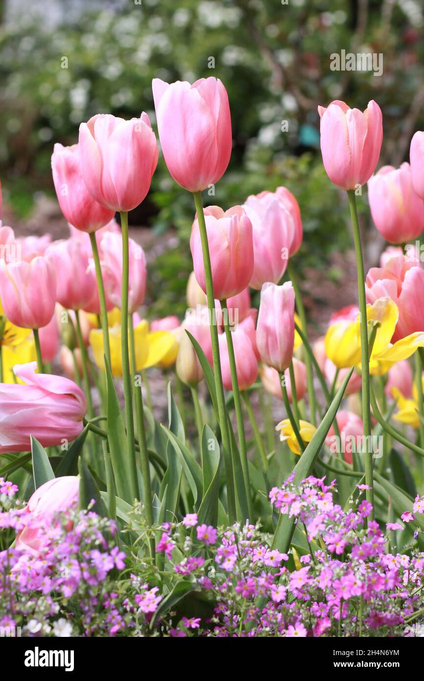 Jolies tulipes roses au printemps au parc botanique Araluen, Perth, Australie occidentale, Australie Banque D'Images