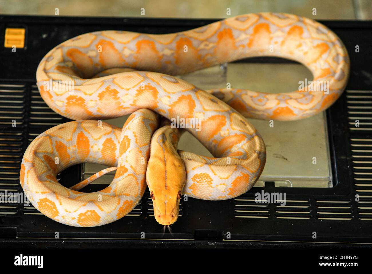 python blanc avec couleur de peau exotique et motif python blanc avec couleur de peau exotique et motif Banque D'Images