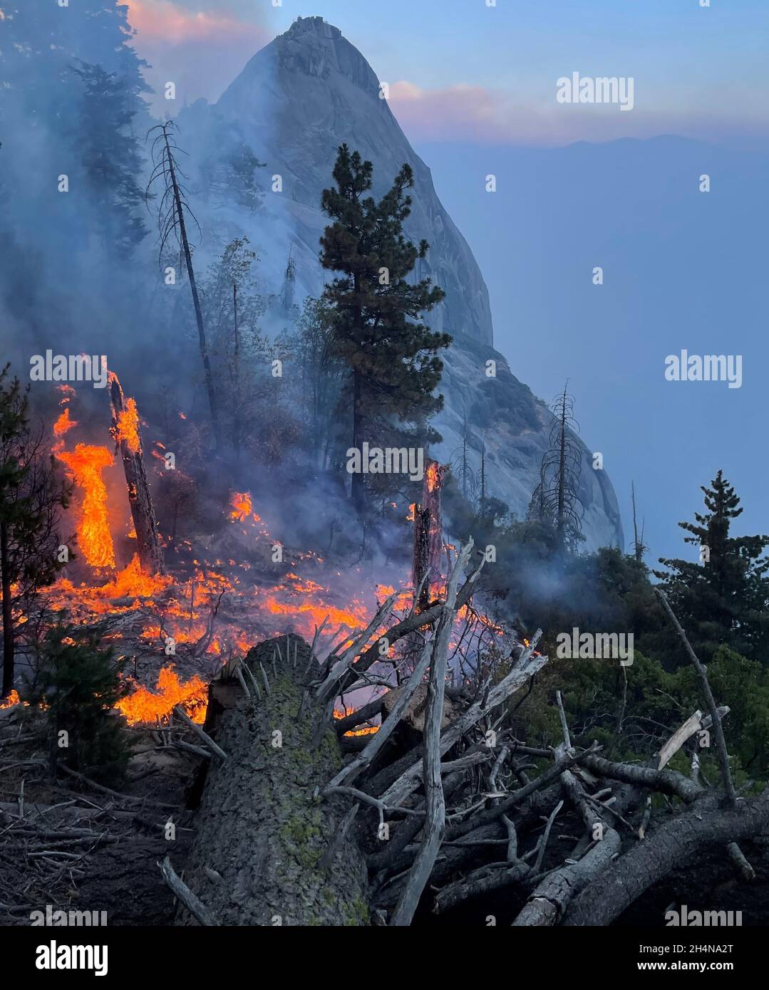 Three Rivers, Californie, États-Unis.28 septembre 2021.Feu de faible intensité brûlant des arbres et broussailles KNP complexe feu de forêt dans les parcs nationaux Sequoia et Kings Canyon, trois rivières, Californie.Un incendie, commençant par une grève de la foudre le 9 septembre 2021, a brûlé plus de 88 000 hectares dans les parcs nationaux de Sequoia et Kings Canyon, y compris une partie d'un bosquet historique de séquoias géants. Banque D'Images