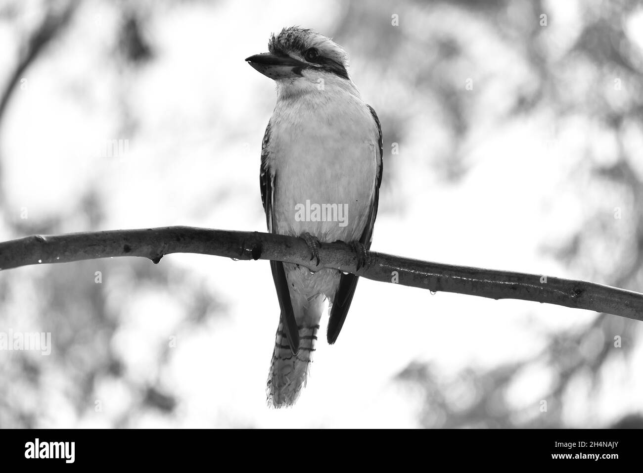 Kookaburra Banque D'Images