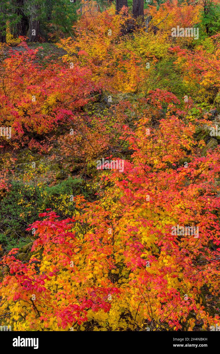 Vine Maple, Acer circinatum, McKenzie River National Recreation Trail, forêt nationale de Willamette, Oregon Banque D'Images