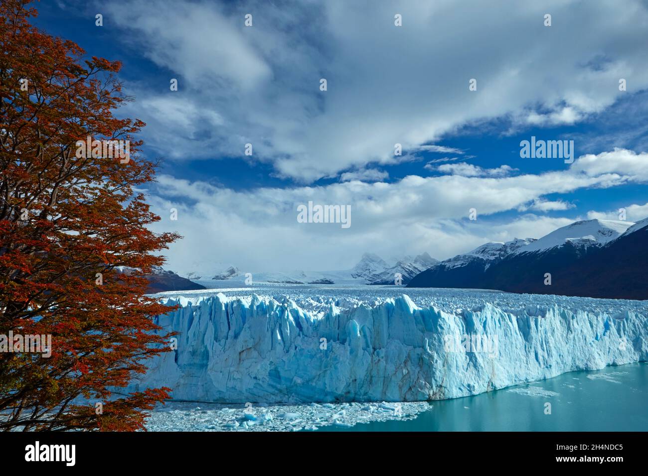 Glacier Perito Moreno, et arbres lenga en automne, Parque Nacional Los Glaciares (zone du patrimoine mondial), Patagonie, Argentine, Amérique du Sud Banque D'Images