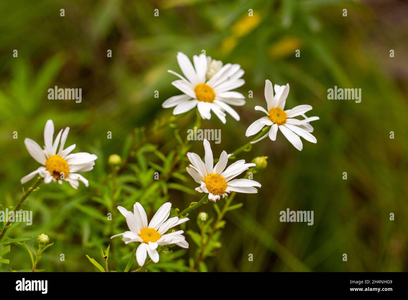 Aster à fleurs blanches vu près de George dans le Cap occidental de l'Afrique du Sud Banque D'Images