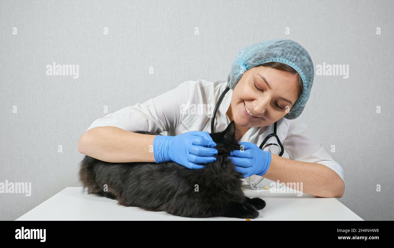 Femme vétérinaire examine les oreilles d'un chat noir Banque D'Images