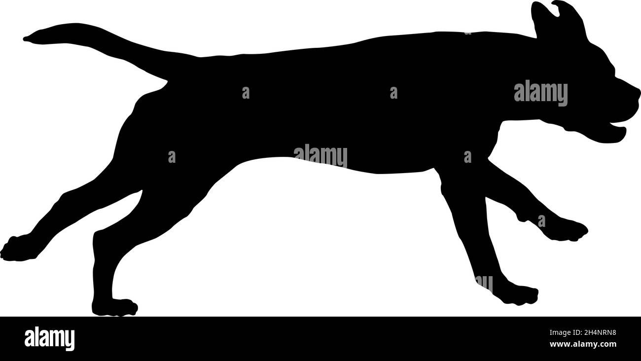 Chien de course à pied italien corso.Silhouette de chien noire.Animaux de compagnie.Isolé sur un fond blanc.Illustration vectorielle. Illustration de Vecteur