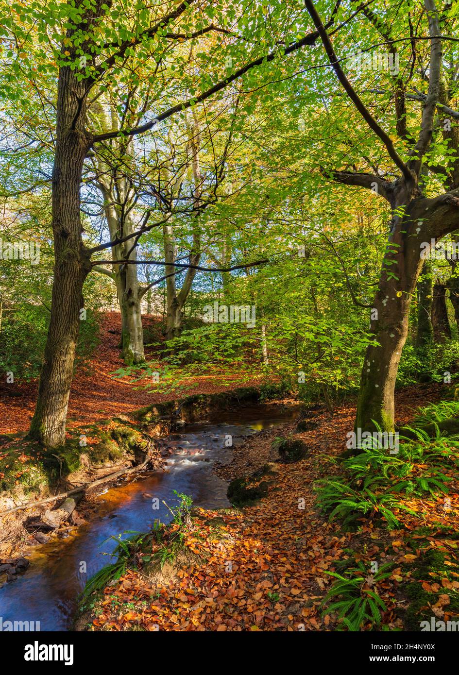 Forêt d'Ashdown en automne, East Sussex, Angleterre, Royaume-Uni. Banque D'Images