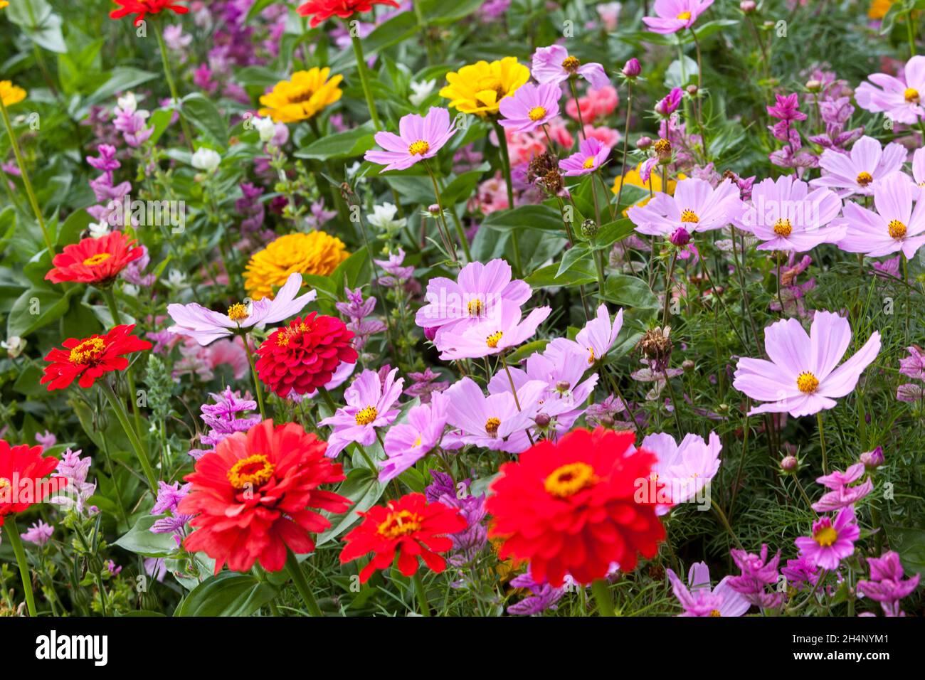 Fin d'été jardin bordure août fleurs Zinnia Cosmos Zinnias Banque D'Images