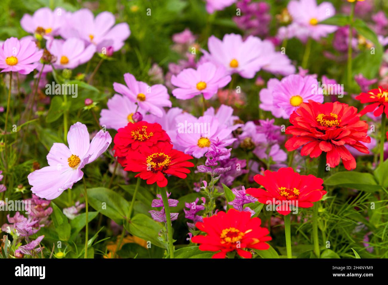 Fleurs COSMOS jardin rouge Zinnies mixtes rose rouge Banque D'Images