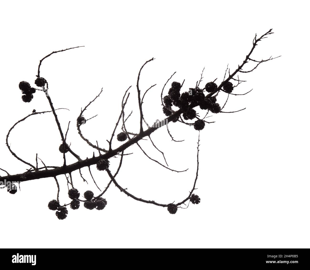 Flore de Gran Canaria - branches de Cupressus sempervirens, espèce introduite, brûlé est un feu de forêt, isolé sur fond blanc Banque D'Images