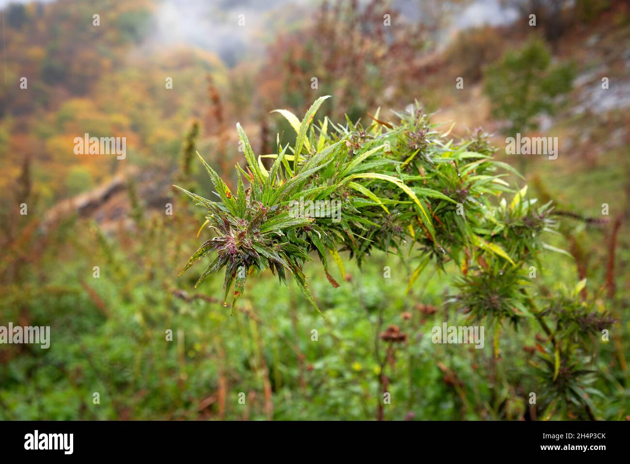 un grand buisson de cannabis plié en tête pousse dans un champ Banque D'Images