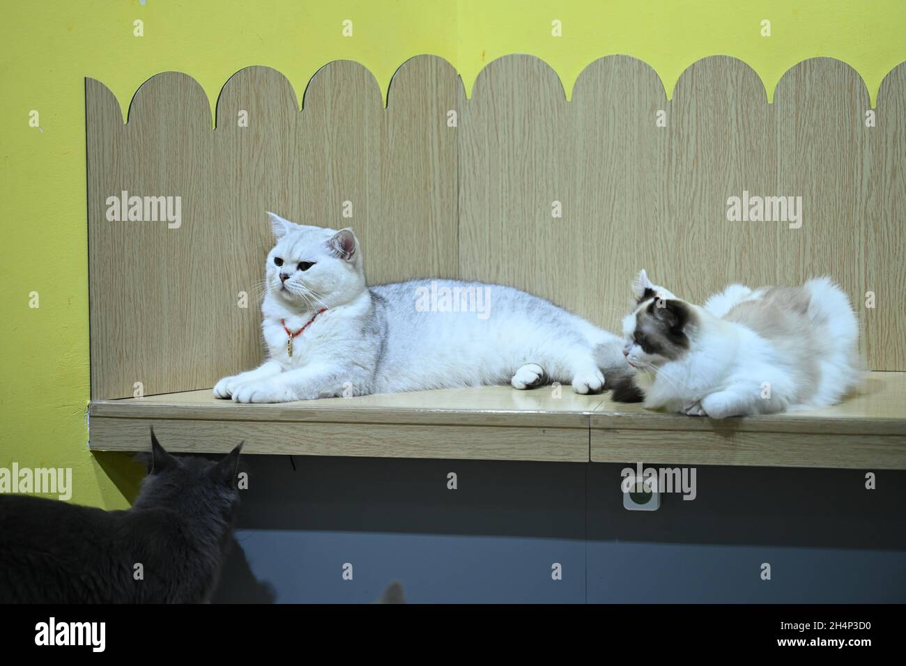 Nanning Nanning Chine 4 Novembre 21 Le 2 Novembre 21 Dans La Ville De Nanning Dans La Region Autonome De Guangxi Zhuang Plus De 40 Chats Du Premier Musee Du Chat Vendent Mignon Dans