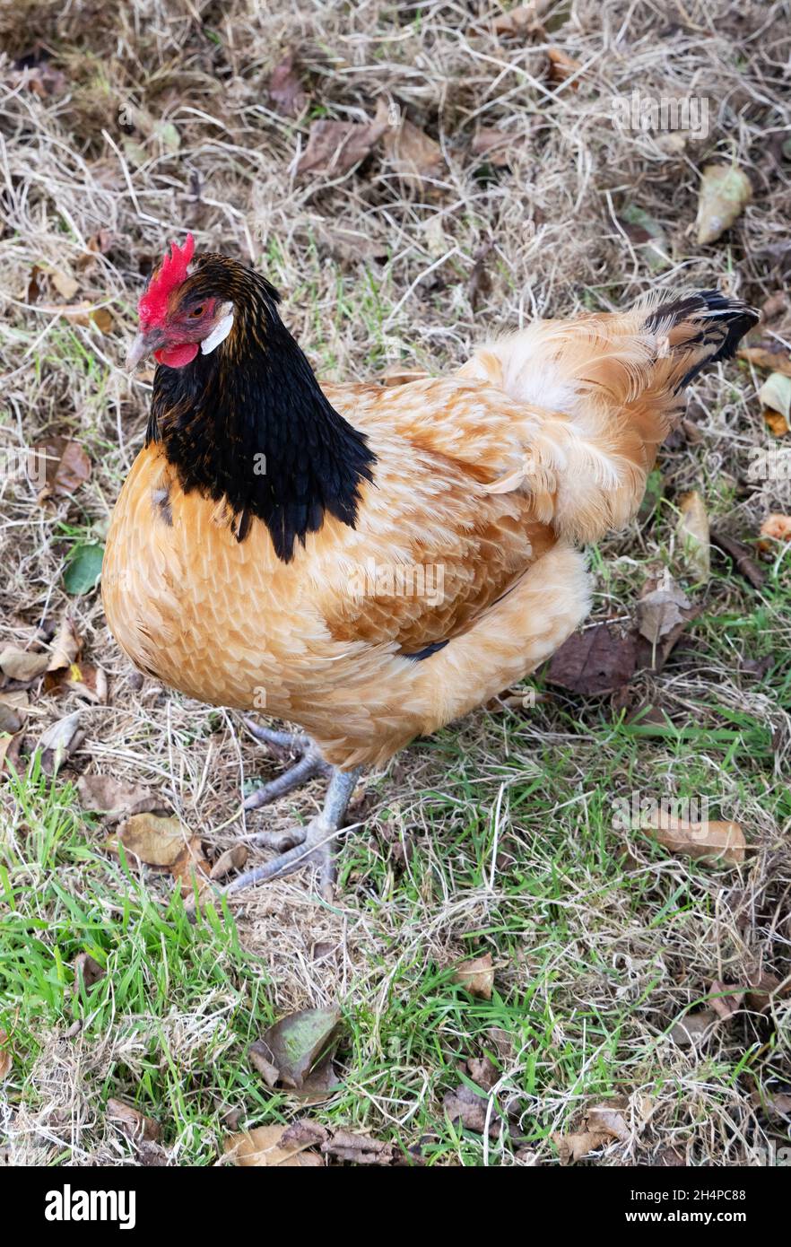 Un poulet Vorwerk adulte, Gallus gallus domesticus, une race de poulet rare originaire d'Allemagne Banque D'Images