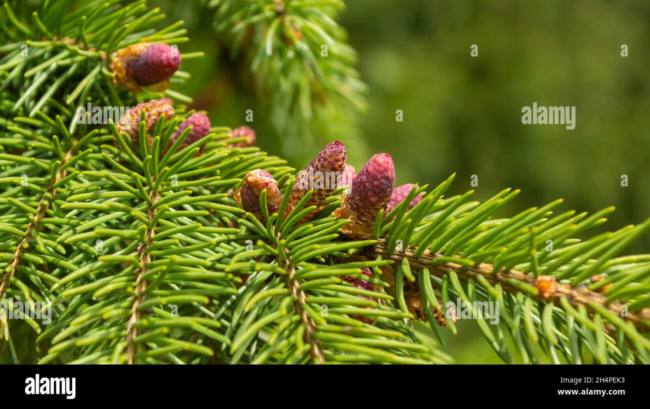 Jeunes cônes sur un pin vert au printemps par beau temps Banque D'Images