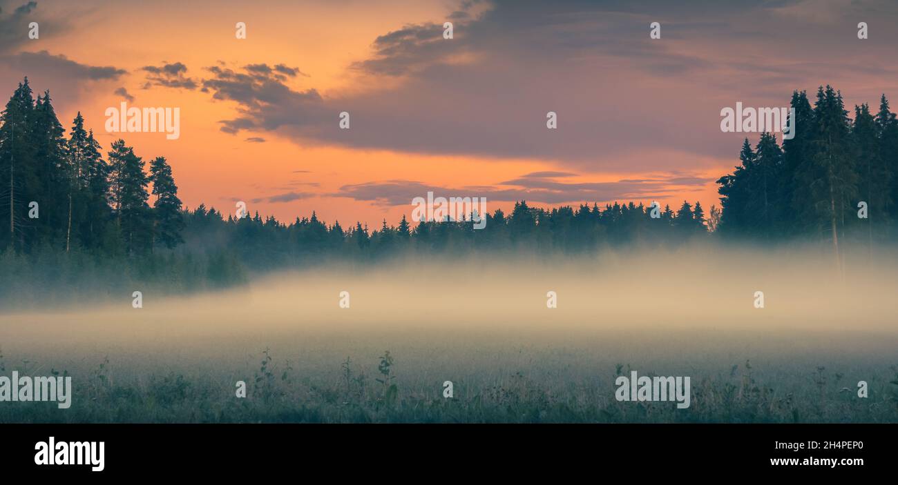 Brouillard sur le champ vert avant le lever du soleil.Scène brumeuse tôt le matin.Ciel rose au-dessus de la forêt de pins.Paysage de nature brumeux avec pins.Brume sur la prairie. Banque D'Images