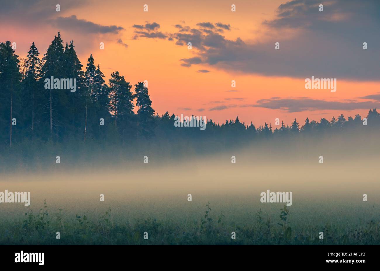 Brouillard sur le champ vert avant le lever du soleil.Scène brumeuse tôt le matin.Ciel rose au-dessus de la forêt de pins.Paysage de nature brumeux avec pins.Brume sur la prairie. Banque D'Images