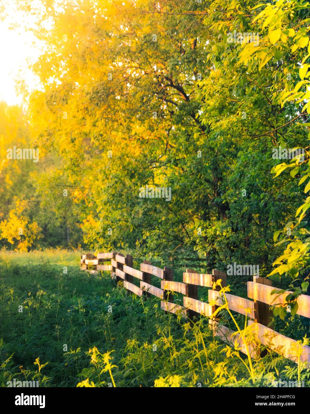 Clôture rurale en bois dans un pré vert.Lumière du soleil jaune qui brille à travers les arbres dans le champ avec de l'herbe fraîche.Lumière du soleil le matin.Des vibes d'été.Campagne Banque D'Images
