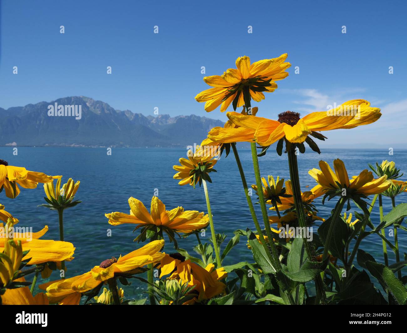 Beauté des fleurs d'aster jaunes sur la promenade dans la ville européenne DE MONTREUX au lac de Genève en SUISSE, ciel bleu clair en 2017 chaud ensoleillé jour d'été le juillet Banque D'Images