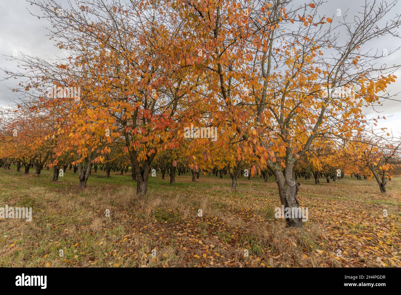 Cerisiers dans un verger en automne.France, Europe. Banque D'Images