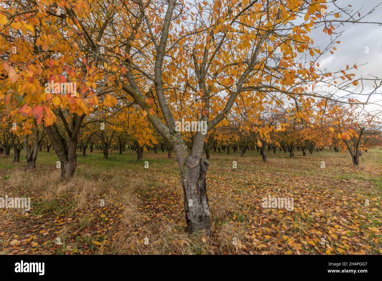 Cerisiers dans un verger en automne.France, Europe. Banque D'Images