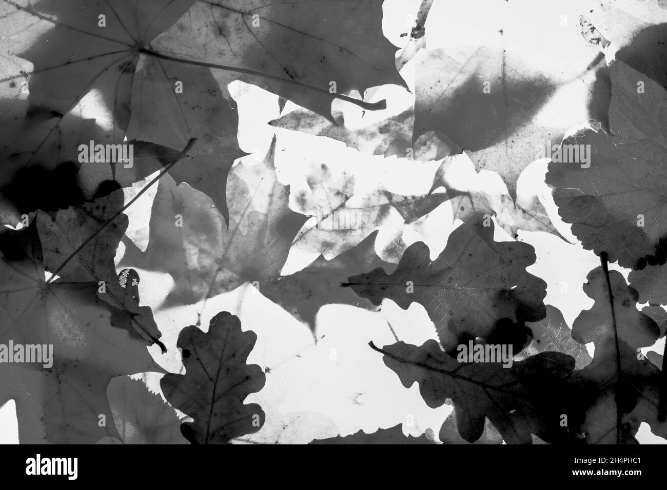 Composition, motif, or et jaune de feuilles vives, lumineuses et transparentes.De nombreuses espèces différentes. Banque D'Images