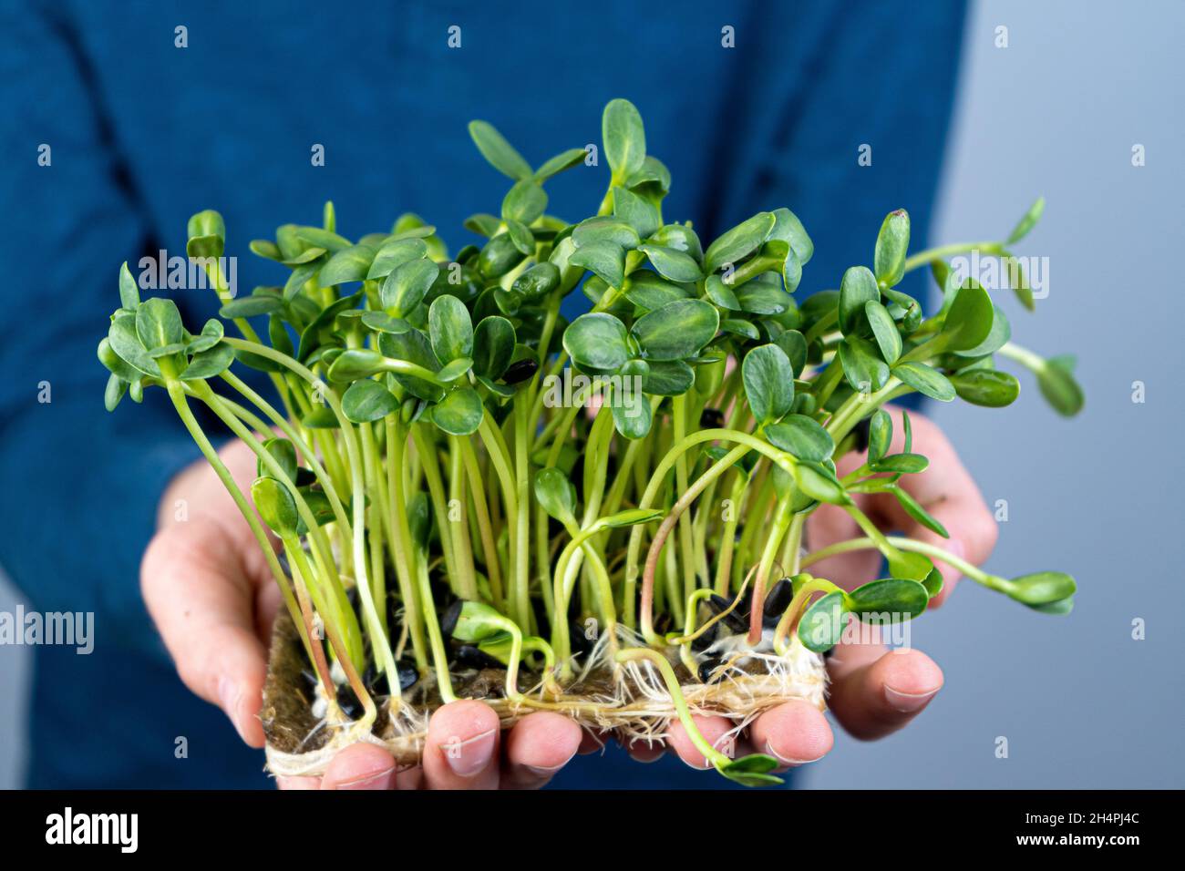 Tenez le micro-vert entre vos mains.Culture de graines de tournesol.Pousses germées.Nourriture végétalienne biologique.Vitamines utiles.Grandir à la maison.Bouquet de feuilles de tournesol.Développer le micro-vert.Tapis en lin. Banque D'Images