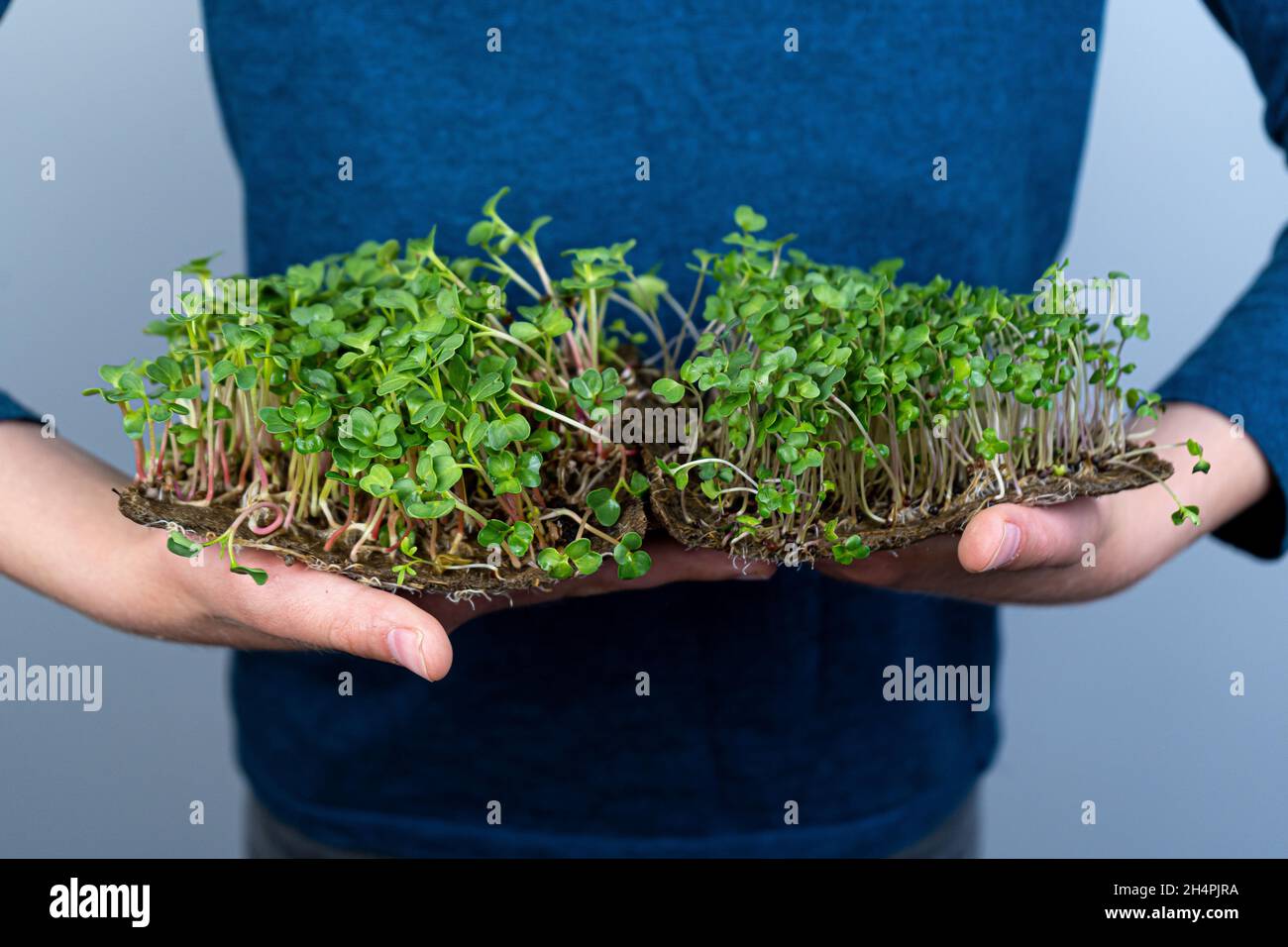 Tenez le micro-vert entre vos mains.Radis, arugula, chou et laitue. Pousses de choux.Jardinage urbain.Nourriture végétalienne biologique.Vitamines utiles.Grandir à la maison.Feuilles.Faire pousser le micro-vert sur le tapis de lin. Banque D'Images