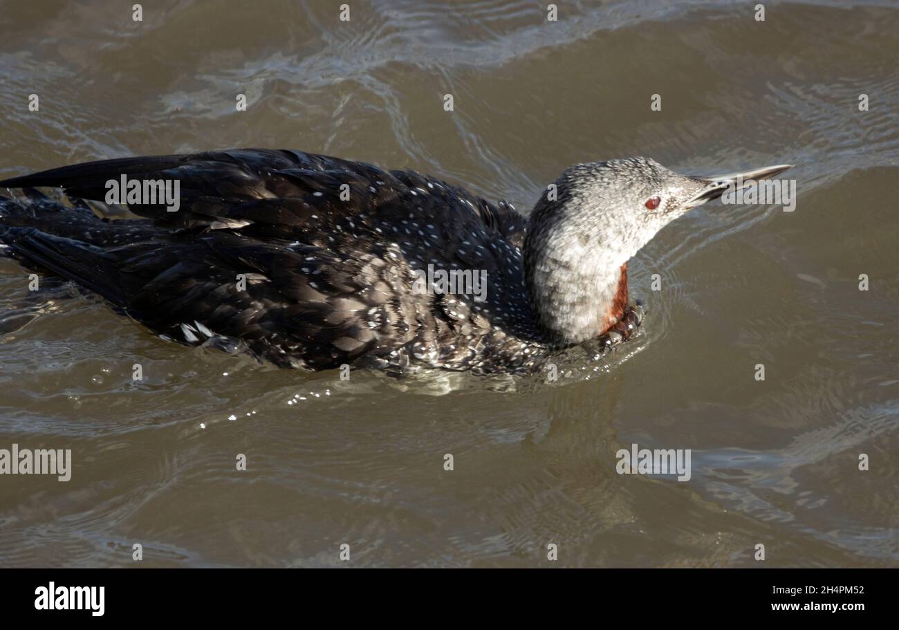Le Diver à gorge rouge migre vers les zones côtières pour passer l'hiver à partir des sites de reproduction d'eau douce intérieure.En hiver, les populations sont stimulées par les migrants Banque D'Images