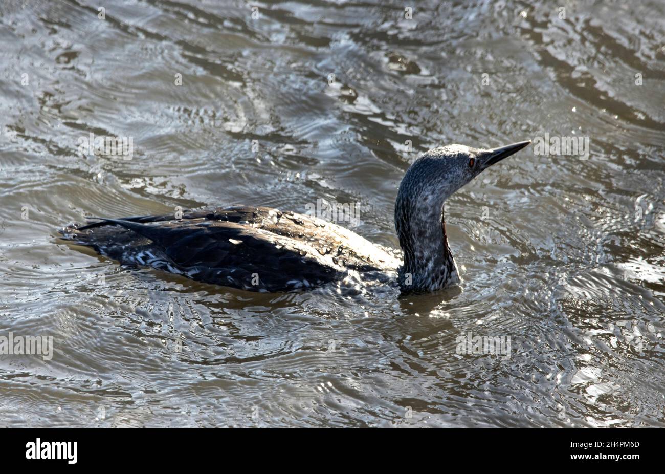 Le Diver à gorge rouge migre vers les zones côtières pour passer l'hiver à partir des sites de reproduction d'eau douce intérieure.En hiver, les populations sont stimulées par les migrants Banque D'Images