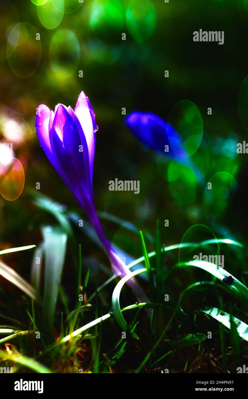 lavanda, champ, matin, papillon, insectes,violet, floral, herbacée, naturel, fleurs,hé, couleurs, matin, lever du soleil, extérieur,côté coutry, vent, vent Banque D'Images