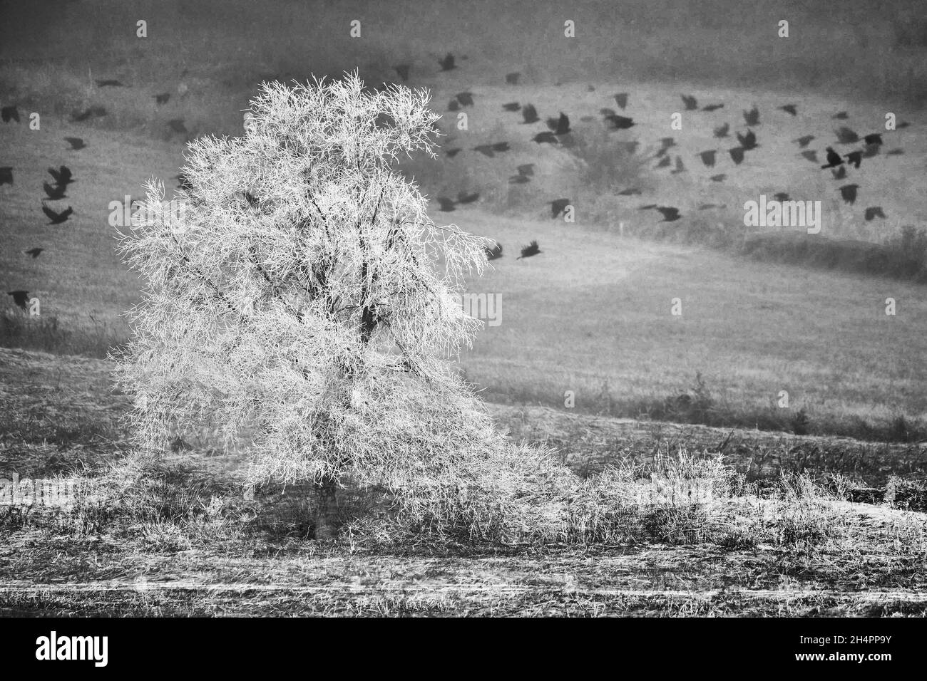 forêt, arbres, feuilles, paysage, porte automatique,extérieur, roumanie, transilvanya, soleil, lever du soleil,coucher de soleil, personne, bois, hiver, froid,neige, glace, bouleau Banque D'Images