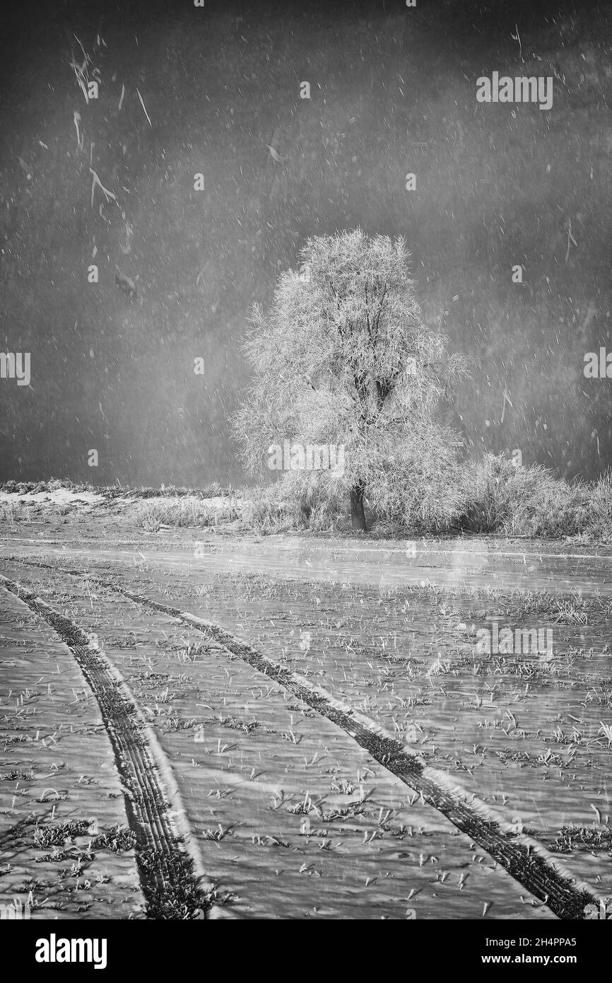 forêt, arbres, feuilles, paysage, porte automatique,extérieur, roumanie, transilvanya, soleil, lever du soleil,coucher de soleil, personne, bois, hiver, froid,neige, glace, bouleau Banque D'Images